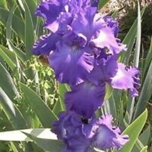 Meet your Posher, Ann